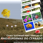 Plant families of the Brazilian savanna