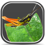 Grasshoppers of the Western U.S. Mobile App