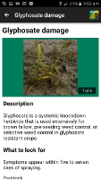 MyCrop Wheat App - Glyphosate
                    damage