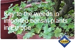 Key to the weeds in imported bonsai plants in Europe