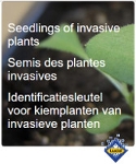 Seedlings of invasive plants
