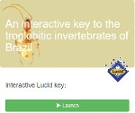 An interactive key to the troglobitic invertebrates of Brazil
