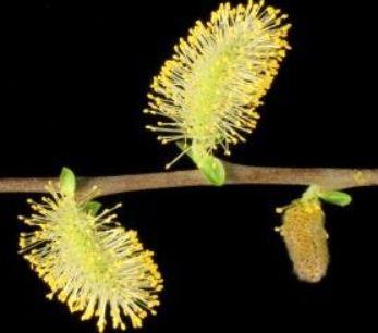 Key to willow species and hybrids present in New Zealand