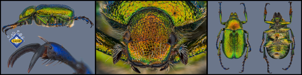 An Early Screening Tool for Exotic Scarab Pests to Australia