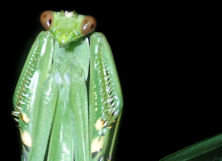 Key to the Mantodea of Belize