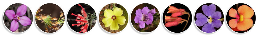 Plant identification keys by Western Australian Herbarium