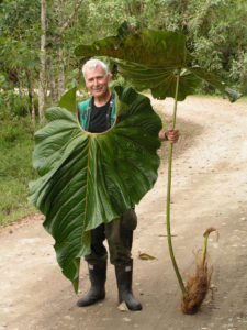 Tom Croat with 100,000th collection Anthurium centimillissimum photo by Dan Levin