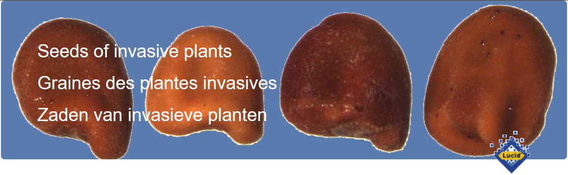 Seeds of invasive plants