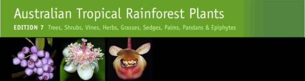 Australian Tropical Rainforest Plants